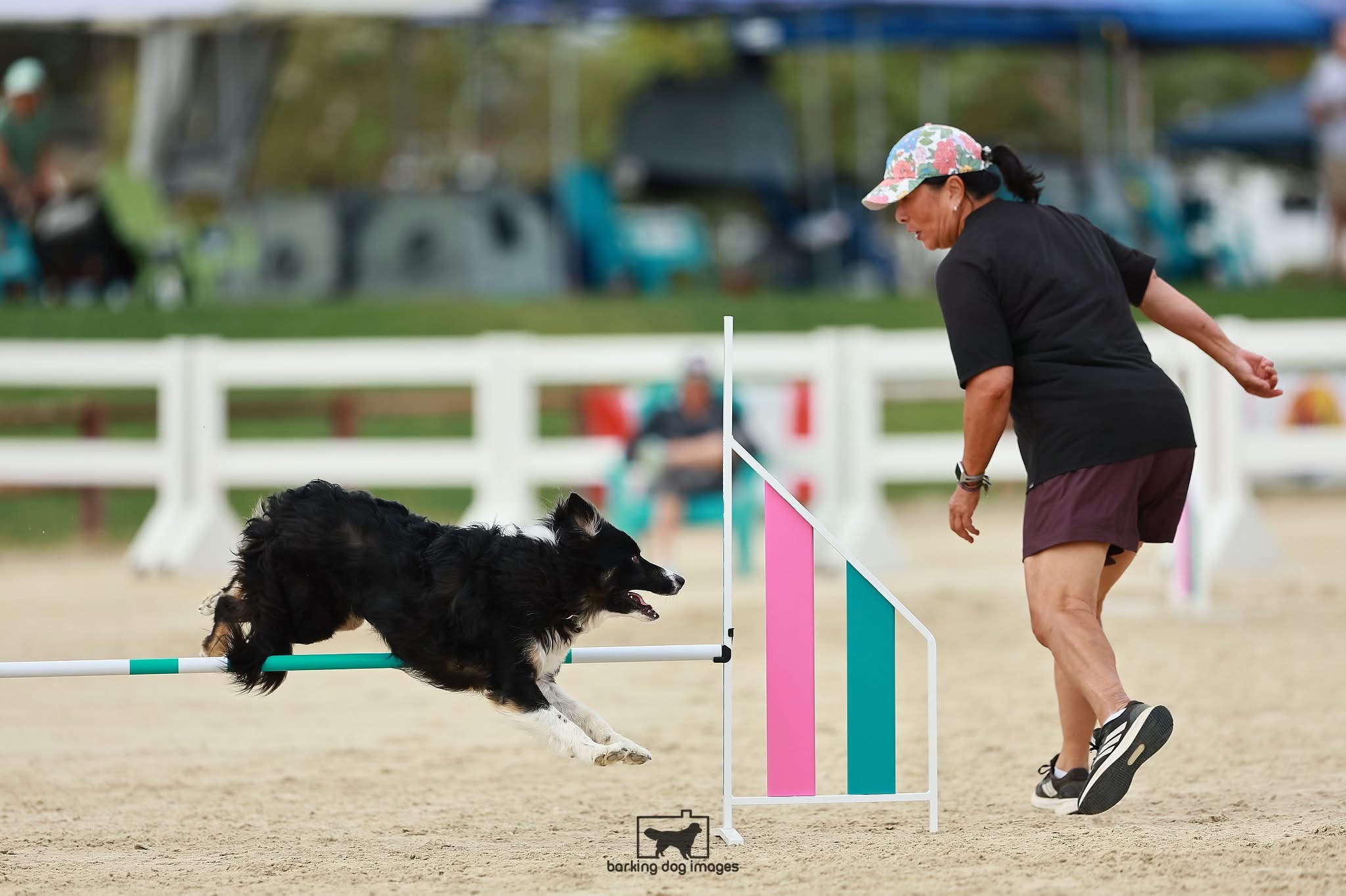Karen and Dante at agility